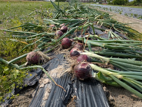 【訳あり】鮮やかな赤玉ねぎ レッドスター玉葱　福岡産　4kg　大玉のみ