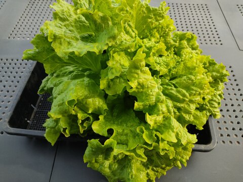 🥬畑から直送！春キャベツ1玉＋旬の新鮮野菜3品セット｜農薬・化成肥料不使用！✨
