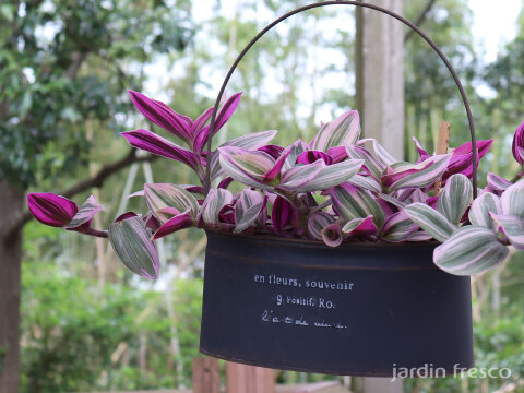 おしゃれなハンギングタイプ！観葉植物 トラディスカンチア ナヌーク 10.5cm吊り鉢 (203785)