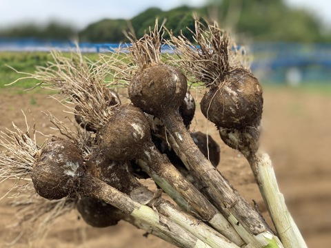 【千葉県産】【希少！】ホクホクみずみずしい生ニンニク(1kg)
