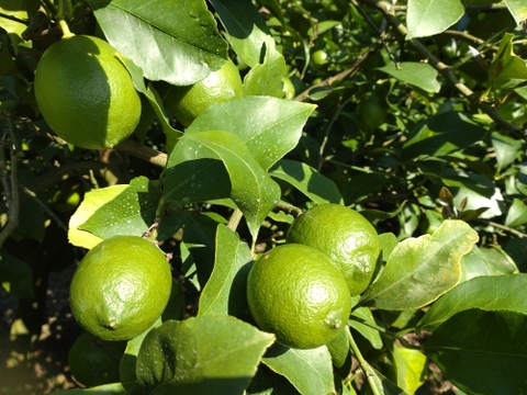 【訳あり】【数量限定】広島県産　ちびグリーンレモン🍋