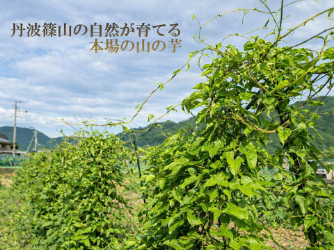 【R8年産 先行予約開始】丹波篠山産 山の芋 3kg 粘りが違う本場の味 とろろ最高級 山芋 家庭用 サイズお任せ 農家直送 家庭用 きりいも  大和芋 つくね芋 山芋 栄養満点 とろろ芋