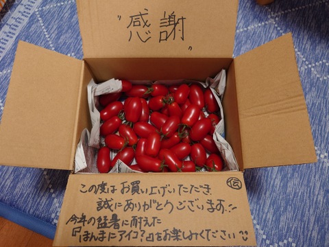 【丹波ささやま産】✧数量限定✧肉厚「ほんまにアイコ？」秋ミニトマト（1ｋｇ）
