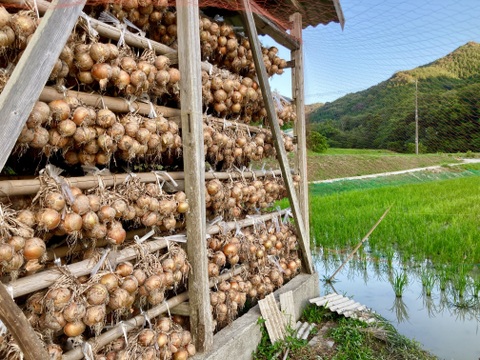昔ながらの吊り玉ねぎ！淡路島玉ねぎ『もみじ3号』20kg