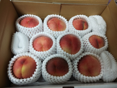 【贈答用】いまや希少品種！「川中島白鳳」2㎏（5～8玉）