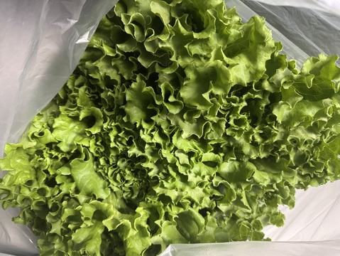 さかなが作った究極のスペシャリティ野菜　リーフレタス&サニーレタスセット根っこ付き　約250g×4株　1kg