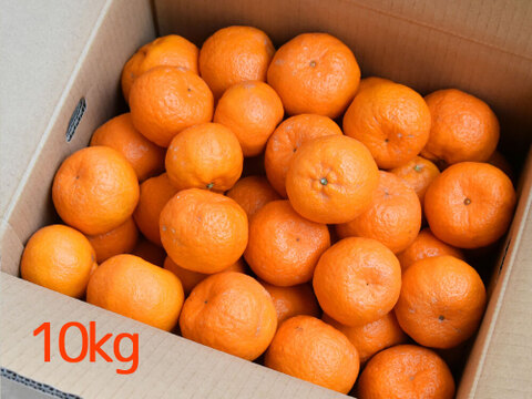 【濃厚な甘さが魅力】ポンカン【贈答用(特選品)】10kg 317-2
