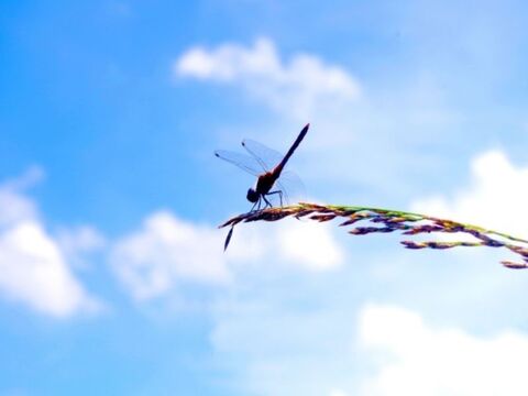 【福袋】🎍売れ切れ御免‼️限定100セット🎯令和7年新潟県五泉市四ケ村産 ✨️三種の神米食べ比べセット🌾🎯コシヒカリ、新之助、いのちの壱。各2kg入  ×3  🍚6kg白米 福袋限定商品✨️