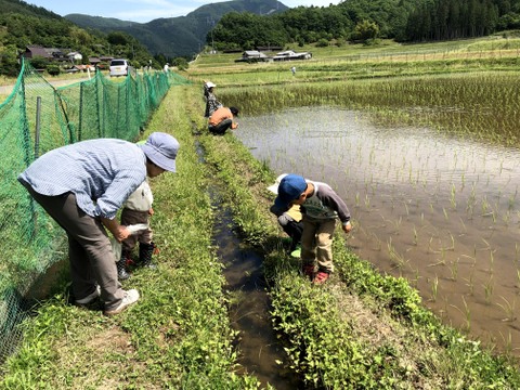 栽培期間中農薬不使用！京都府南丹市産「コシヒカリ」玄米 10kg