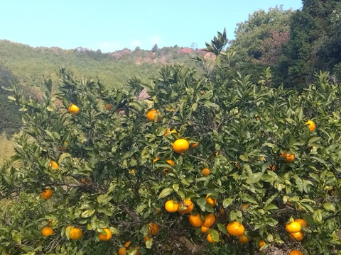 [クール冷蔵便]和歌山県橋本市産　最小限の消毒と除草剤未使用　ご家庭用みかん(約5キロ箱込)4cm大のサイズ多め