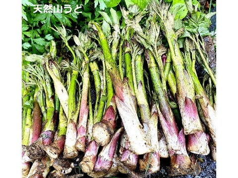 【母の日】山菜水煮特選5点セット 国産 山形県産