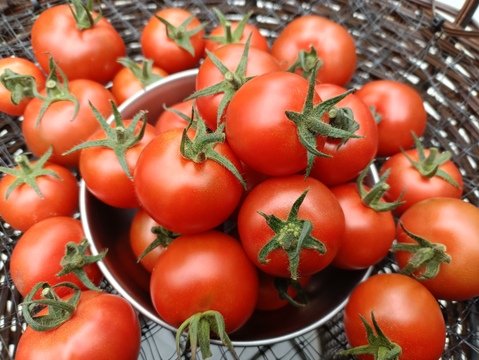 千葉県産　ミディトマト（レッドオーレ）【２ｋｇ】＜水耕栽培＞天空のとまと！美味しすぎたらごめんなさい。。。