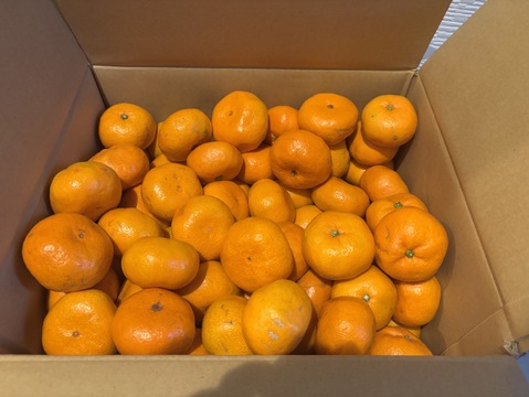 【食べチョクで１番売れてるみかんです！】夕やけみかん（10㎏）（圧倒的人気のみかんです！）