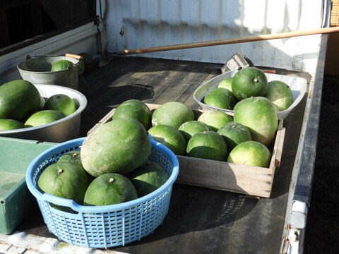 自然農　冬瓜　2ｋｇ前後