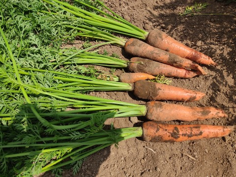 🌈🥗【初夏の畑を丸ごと】採れたてズッキーニと旬のめぐみ野菜セット｜【朝どれ】農薬・化成肥料不使用🌈