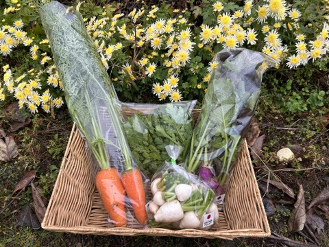 【自然栽培】4品目お試し旬のお野菜セット