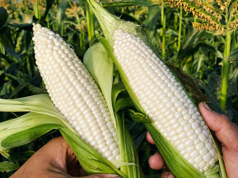 【6月限定】フルーティーな甘さ｜ホワイトショコラ 約3.5kg｜ふくおかエコ農産物認証