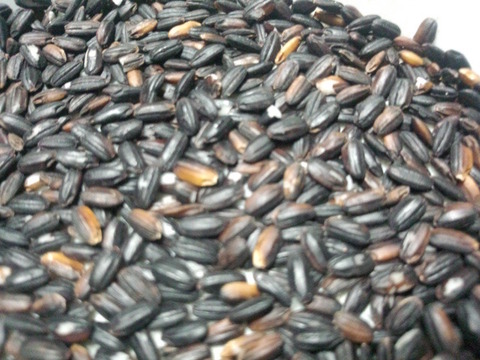 アントシア二ンが豊富な農薬不使用　黒米＊1kg