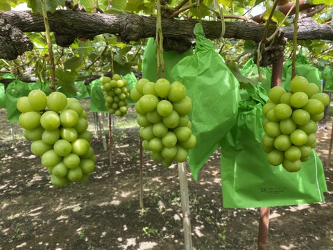 【赤秀】岡山県産ぶどう人気2種セット｜シャインマスカット＆ピオーネ1.0kg（500g×2）