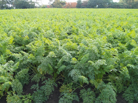 ポトフの湯気に甘みがのる【甘香橙にんじん】｜3kg