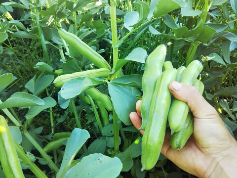 食べ比べ！そら豆4種セット！！そら豆好きにはたまりません(^^♪  (3㎏)