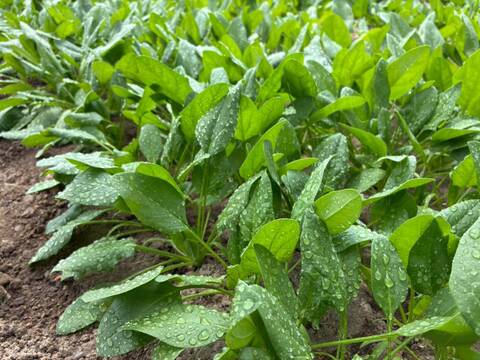 生でも美味しいほうれん草！ 栽培期間中 農薬 化学肥料 動物性堆肥不使用 1kg（小分け4パック）