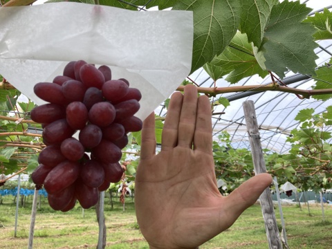 【予約】サクサク甘ーい！北海道産クイーンセブン(約１kg 2-4房入)