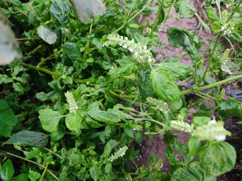 🍁【秋限定・数量限定】青紫蘇×赤紫蘇 2色の手摘み穂紫蘇食べ比べ 約50g｜塩漬け・醤油漬け・天ぷらに｜農薬・化成肥料不使用🍁
