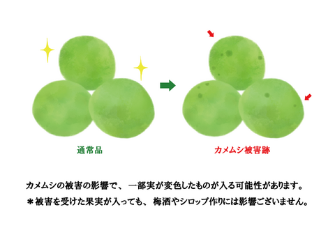紀州青梅　2ｋｇ「節減対象農薬：栽培期間中不使用」
