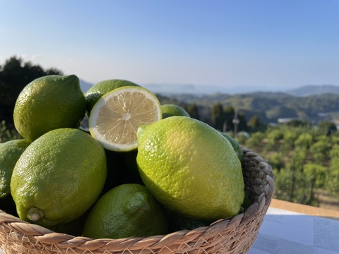 【数量限定】お試しサイズ、グリーンリスボン　1.5キロ