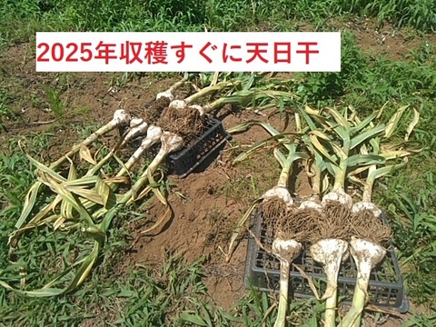 【今が旬】大きさと味に感動！安心安全の農法で育てたジャンボにんにく【一房】