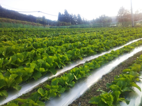 【春に近づきました】「菜の花」１ｋｇ
今だけの旬のお届け
使いやすいように鮮度袋で５パックに小分けしております。
お求めやすい一箱１０００円多めに必要な方は別途連絡頂ければ専用サイトを作成致します。