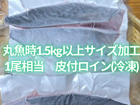 ﾓﾆﾀｰ価格　“媛スマ冷凍皮付ロイン(400g以上)×4パック”【2尾相当/箱】