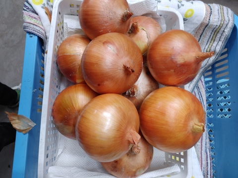 大好評，地層が違う淡路島、大玉ターザン(風袋込み２キロ)