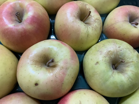 【数量限定・小玉のみ】青森県産りんご「ぐんま名月」家庭用 キズ有 約10kg (5kg×2箱)【光センサー選果】