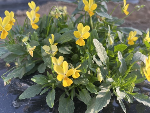 エディブルフラワー 4種セット　※農薬不使用栽培