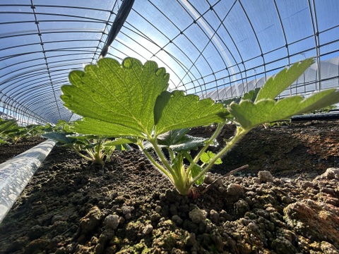 あまあま！とちあいか🍓大玉パック！