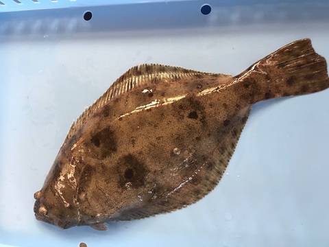 【凍眠凍結】‼️お手軽簡単♪
流水解凍5分で食べ比べ(^^)
刺身❗️漬け❗️昆布〆❗️こだわり漁師が作る『ひらめざんまい』