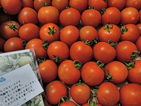冷蔵便✨訳あり✨ファンゴッホ3kg（中玉トマト）15%増量中！規格外・キズ・変形・ヘタなし
