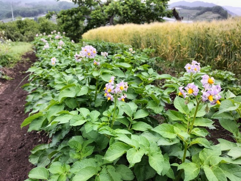 【自然栽培】旬の新じゃがいも　４Kg