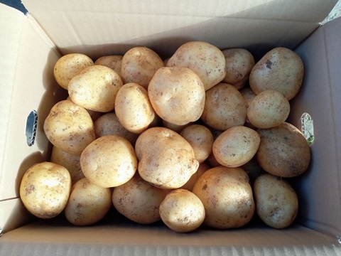 沖永良部島産新じゃがいも　５キロ