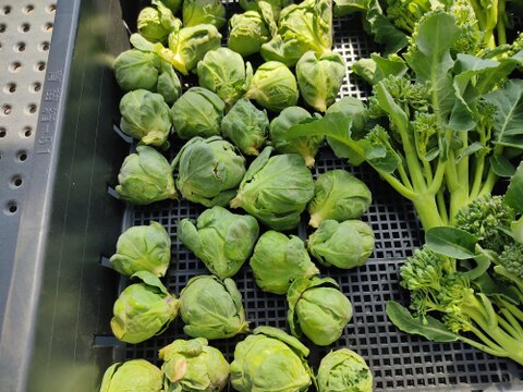 ✨農薬・化成肥料不使用✨芽キャベツ約200g＋キャベツ1玉＋スティックセニョール約400g🌱冬のあったか食卓セット😊