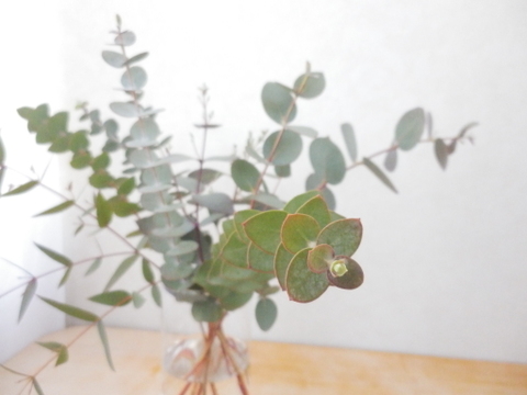 爽やかな深呼吸♪フレッシュユーカリ枝物セット(品種ミックス/30～40㎝/10本)アレンジにも