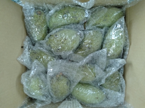 【幻のフルーツ☆森のカスタード】ポポー1.5Kg（約１０個）以上をお届け【クール便】