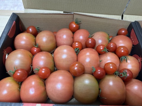 予約1月下旬から順次発送【特別栽培農産物の取得】　＼訳あり／受賞歴３回！ソムリエトマト2kg前後（8～16玉) ①のオマケ❗️ソムリエミニトマト　プラチナ