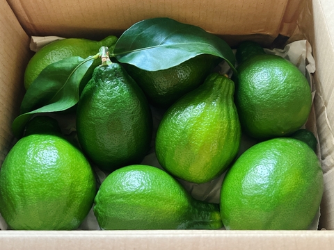 すでに果汁たっぷり！皮まで使える安心グリーンレモン🍋[約1.5kg]