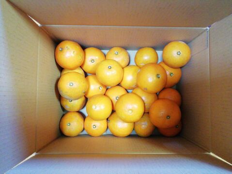 【限定１箱】大谷伊予柑(オオタニイヨカン)５㎏【農薬・化学肥料不使用】【熨斗(のし)対応可】