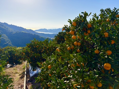 [発送開始！愛媛県産]みかん　家庭用 5kg