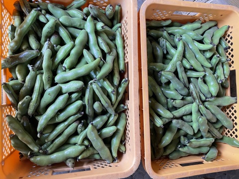 九州・和歌山産他 ”一寸豆（そら豆）” 約4kg 大きさおまかせ