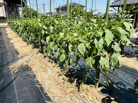旬の野菜セット5品〜[4.5キロ入り]「果菜類は当日収穫当日出荷」横浜市内産